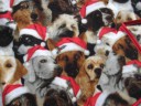 Christmas Doggie Blanket
