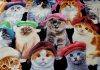 Cats with Hats Catnip Blanket